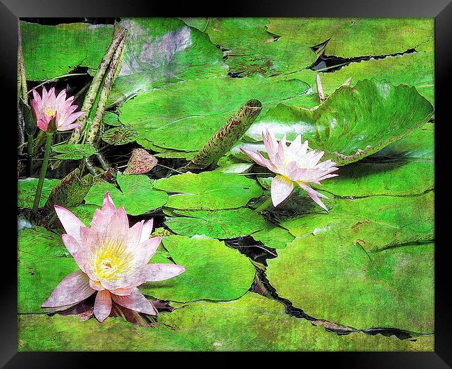 Waterlilies Framed Print by Tammy Winand