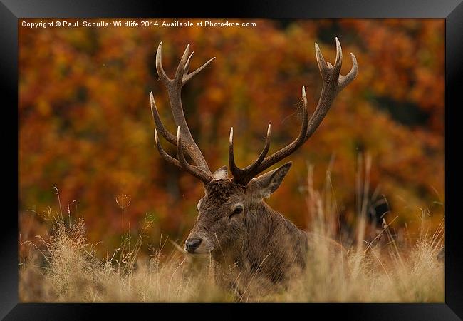 Red Deer Stag Framed Print by Paul Scoullar
