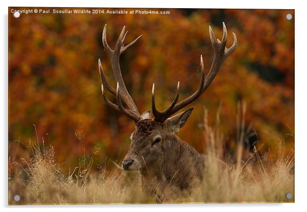 Red Deer Stag Acrylic by Paul Scoullar