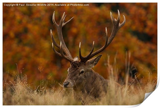 Red Deer Stag Print by Paul Scoullar