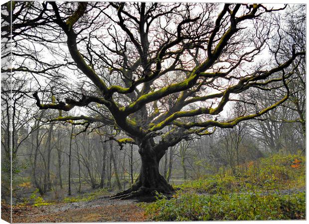 The Great Oak Canvas Print by Mark  F Banks