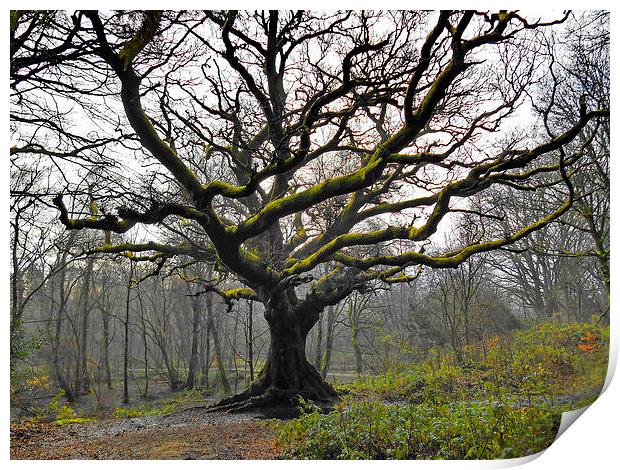 The Great Oak Print by Mark  F Banks