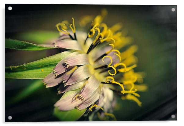 Salsify flower Acrylic by Martine Affre Eisenlohr