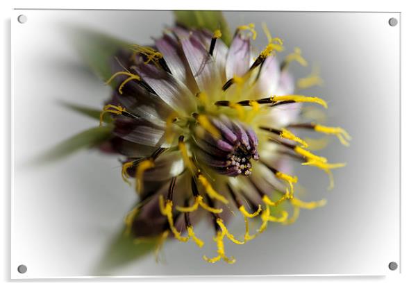 Meadow salsify flower Acrylic by Martine Affre Eisenlohr