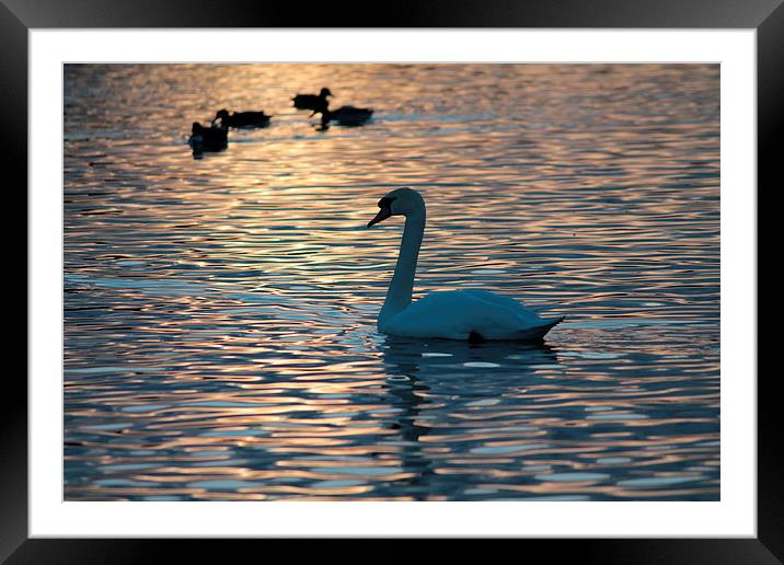 Swan Lake.. Framed Mounted Print by Rob Seales
