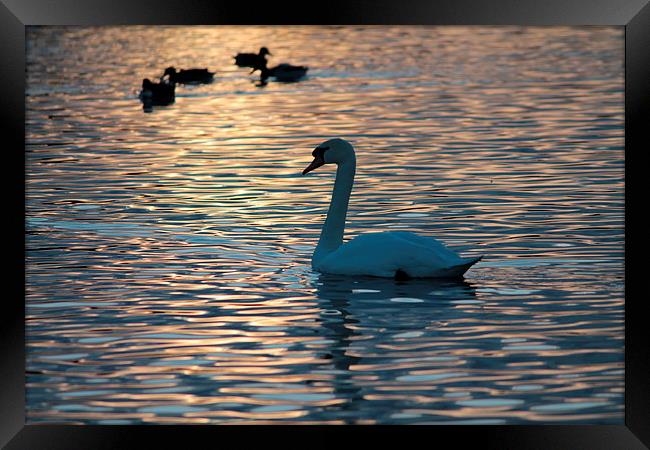 Swan Lake.. Framed Print by Rob Seales