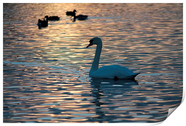 Swan Lake.. Print by Rob Seales
