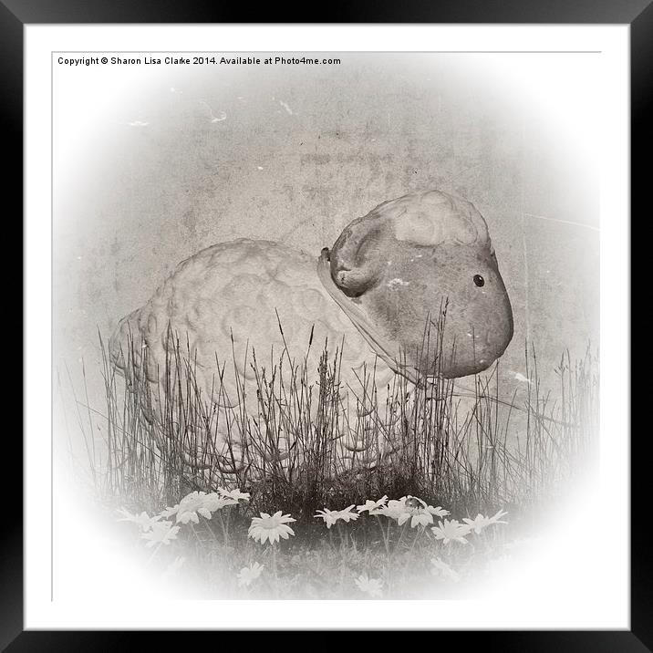 Shabby Sheep Framed Mounted Print by Sharon Lisa Clarke