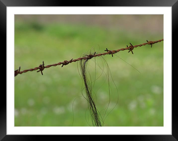 Horse hair on Wire Framed Mounted Print by Don Brady
