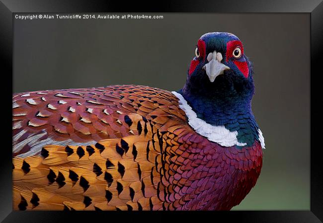 Majestic male pheasant Framed Print by Alan Tunnicliffe