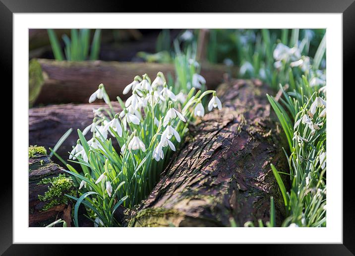 Snowdrops by a log Framed Mounted Print by Stephen Mole
