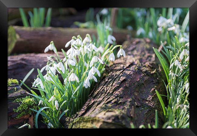 Snowdrops by a log Framed Print by Stephen Mole