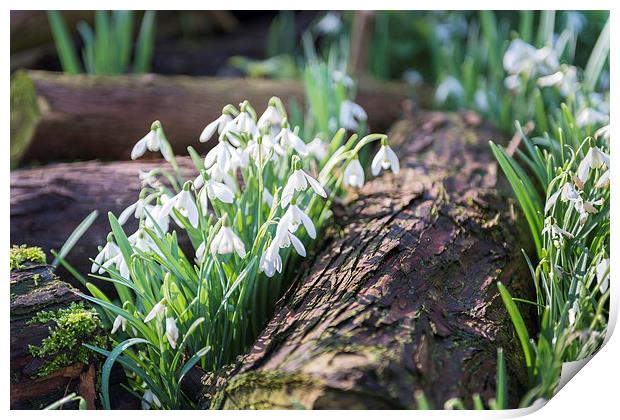 Snowdrops by a log Print by Stephen Mole