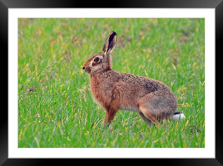 The March Hare Framed Mounted Print by Louise  Hawkins