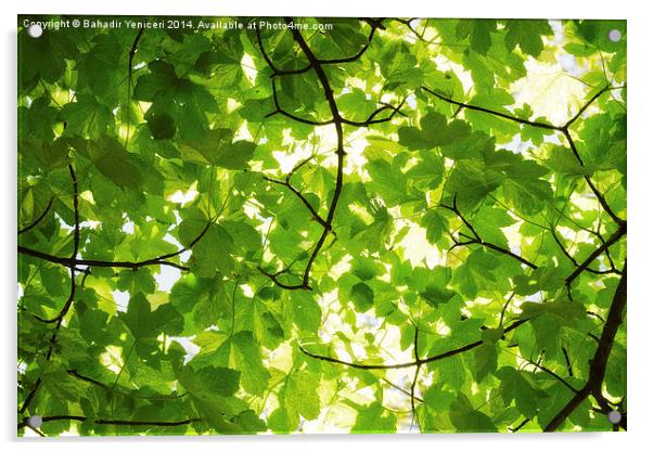 Green Leaves Acrylic by Bahadir Yeniceri