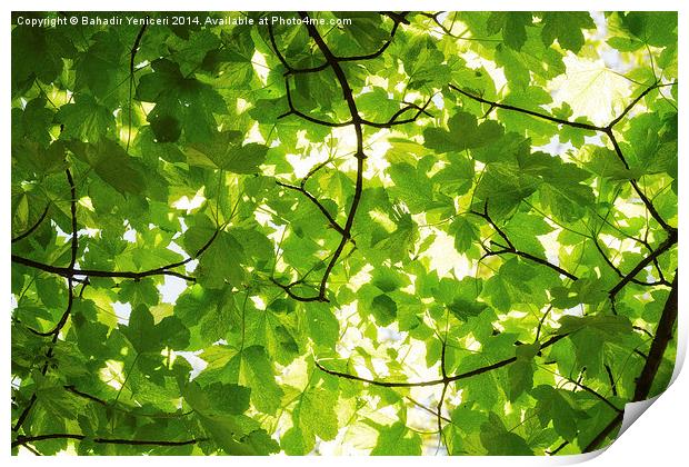 Green Leaves Print by Bahadir Yeniceri