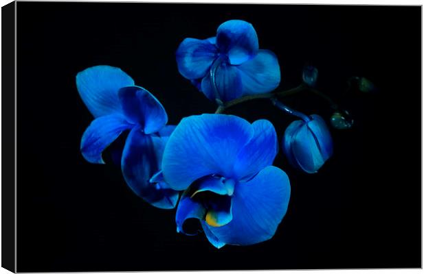 Blue orchid Canvas Print by Mariana Creanga