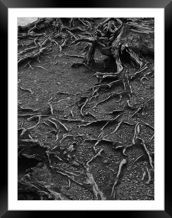 Roots! Framed Mounted Print by Stephen Brown
