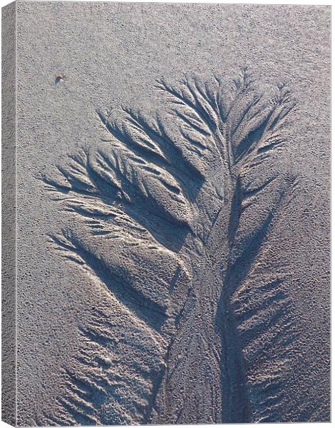 Sand Tree 1 Canvas Print by Jennifer Henderson