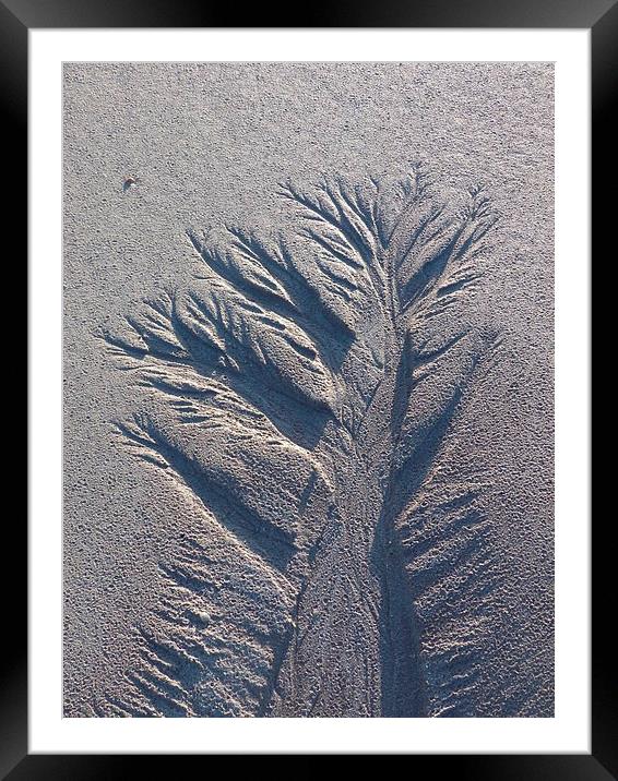 Sand Tree 1 Framed Mounted Print by Jennifer Henderson