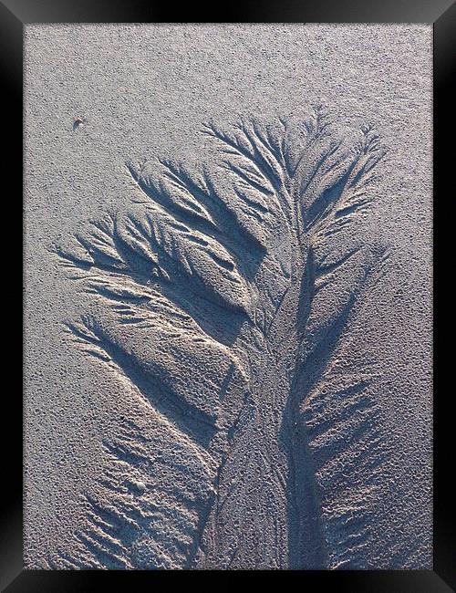 Sand Tree 1 Framed Print by Jennifer Henderson