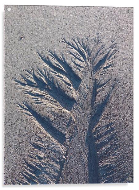Sand Tree 1 Acrylic by Jennifer Henderson