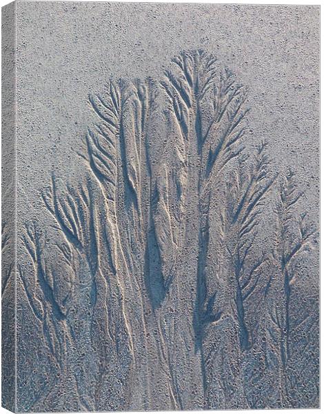 Sand Tree Copse Canvas Print by Jennifer Henderson