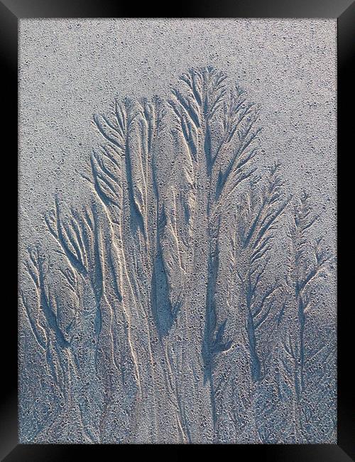 Sand Tree Copse Framed Print by Jennifer Henderson
