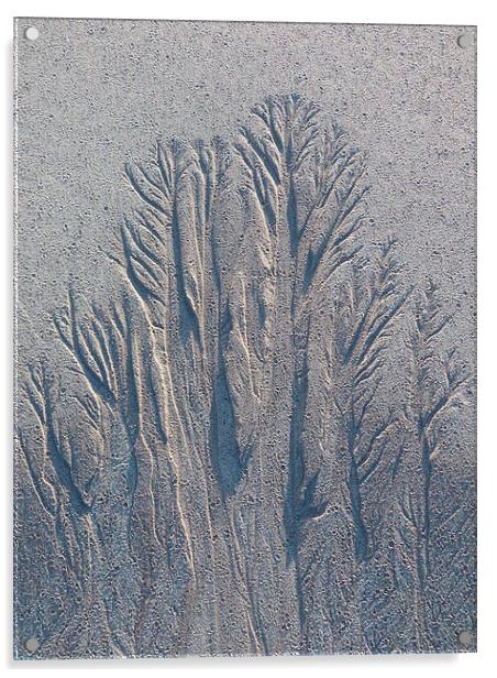 Sand Tree Copse Acrylic by Jennifer Henderson