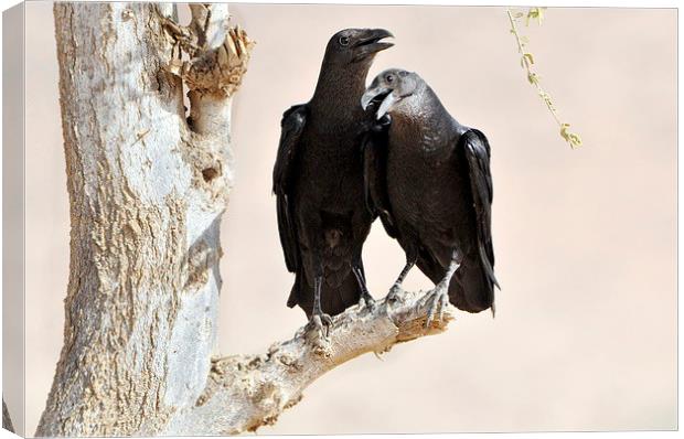 Fan-tailed Ravens: Love Birds? Canvas Print by Jacqueline Burrell