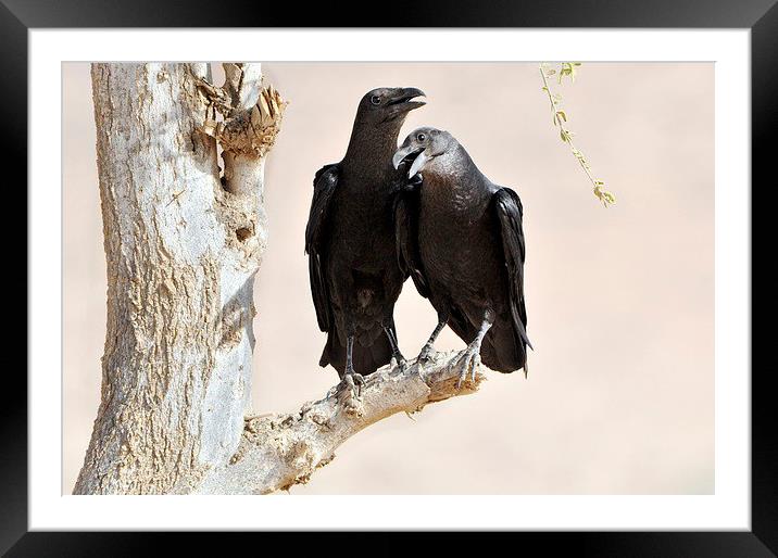 Fan-tailed Ravens: Love Birds? Framed Mounted Print by Jacqueline Burrell