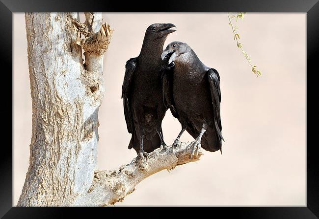 Fan-tailed Ravens: Love Birds? Framed Print by Jacqueline Burrell