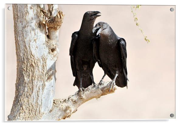 Fan-tailed Ravens: Love Birds? Acrylic by Jacqueline Burrell
