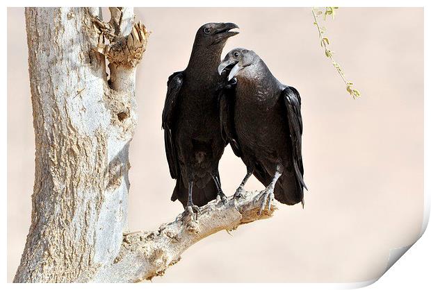 Fan-tailed Ravens: Love Birds? Print by Jacqueline Burrell