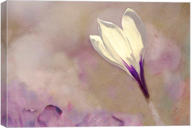 Spring Hues Canvas Print by Dawn Cox
