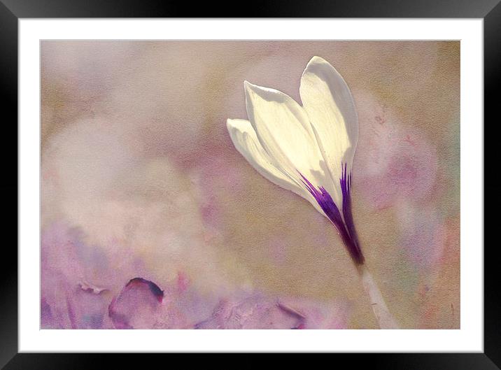 Spring Hues Framed Mounted Print by Dawn Cox