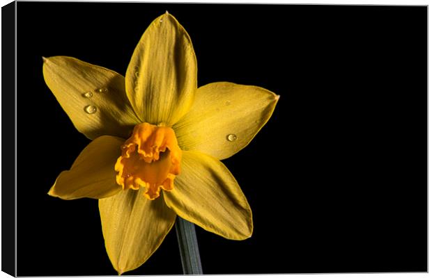Daffodil Canvas Print by Mark  Clair