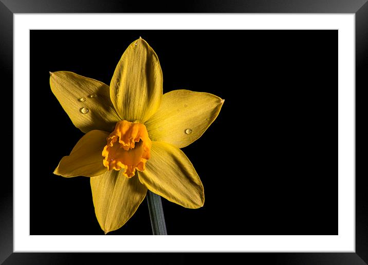 Daffodil Framed Mounted Print by Mark  Clair