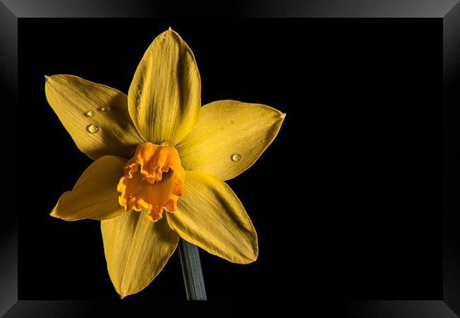 Daffodil Framed Print by Mark  Clair