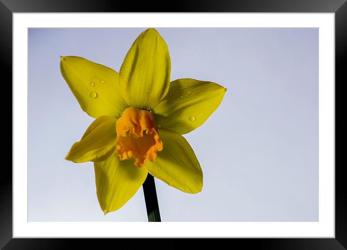 daffodil Framed Mounted Print by Mark  Clair