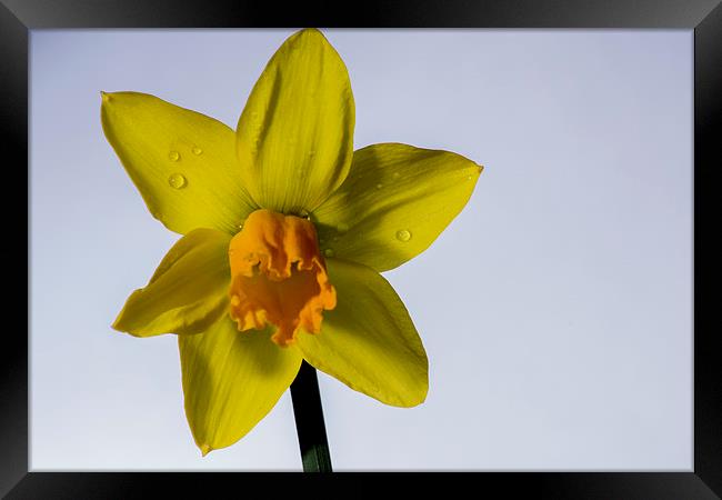 daffodil Framed Print by Mark  Clair