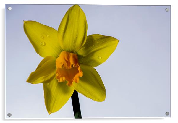 daffodil Acrylic by Mark  Clair