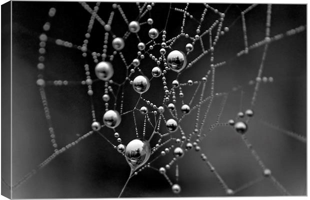 Spiders Web Canvas Print by Richard Cruttwell