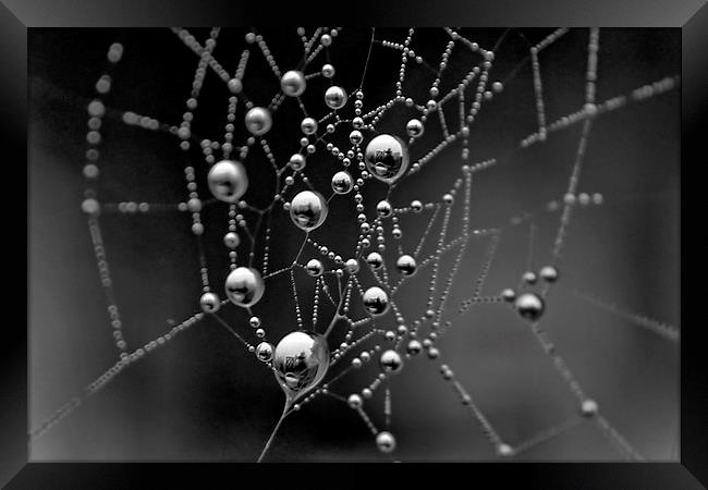 Spiders Web Framed Print by Richard Cruttwell