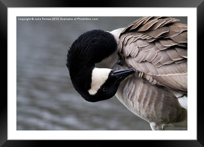 Canada Goose Preening Framed Mounted Print by Juha Remes