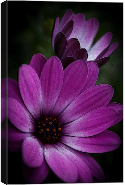 F is for Flower Canvas Print by stewart oakes