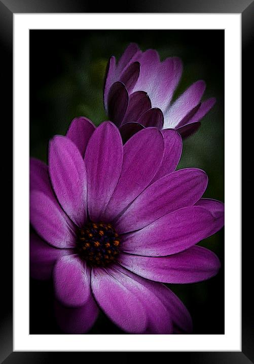 F is for Flower Framed Mounted Print by stewart oakes