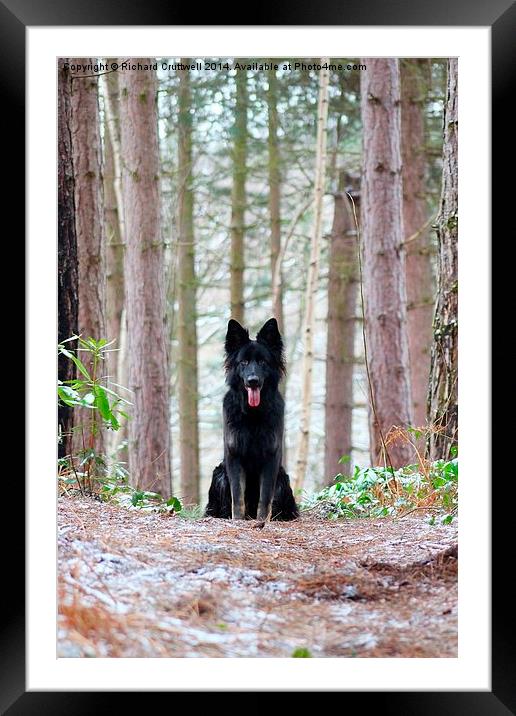 Dog in the Forest Framed Mounted Print by Richard Cruttwell