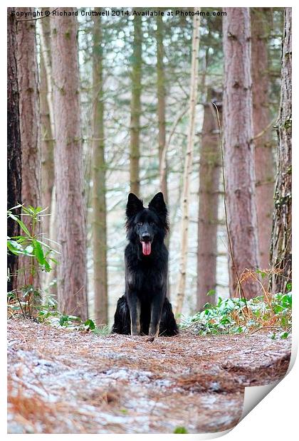 Dog in the Forest Print by Richard Cruttwell