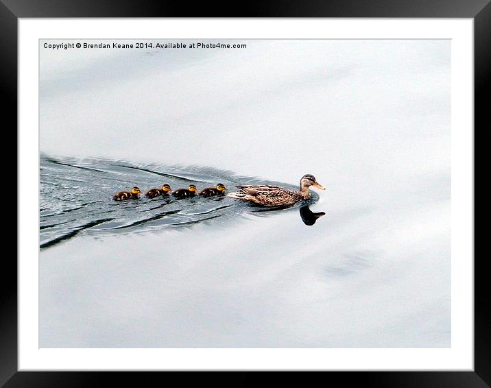 Killary Ducks Framed Mounted Print by Brendan Keane